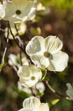 Amerikanischer Blumen-Hartriegel Cornus florida Topf Cornus florida Strauch