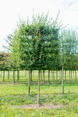 Acer campestre 'Elsrijk' Spalierbaum