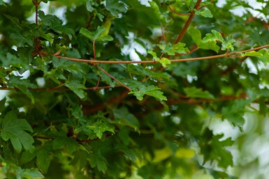 Acer campestre 'Elsrijk' Spalierbaum