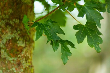 Acer campestre 'Elsrijk' Spalierbaum 16/18 40cm Stamm 120b x 180h
