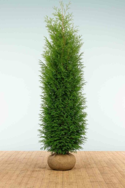 Lebensbaum / Thuja Occidentalis Brabant 200-225 cm
