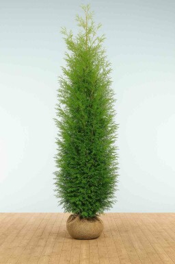 Lebensbaum Thuja occidentalis Brabant Hecke 250-275 Ballen Lebensbaum / Thuja Occidentalis Brabant 250-275 cm