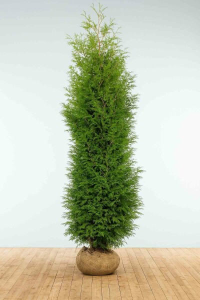 Lebensbaum / Thuja Occidentalis Brabant 200-225 cm