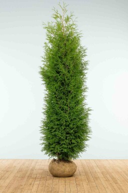 Lebensbaum Thuja occidentalis Brabant Hecke 275-300 Ballen Lebensbaum / Thuja Occidentalis Brabant 275-300 cm