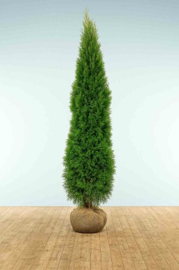 Lebensbaum / Thuja Occidentalis Smaragd 225-250 cm