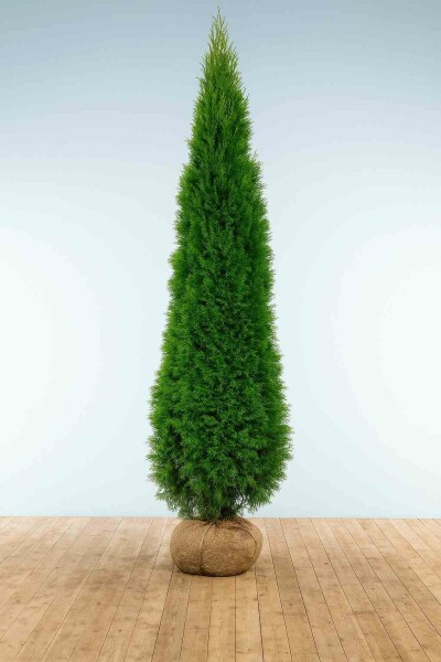 Lebensbaum / Thuja Occidentalis Smaragd 250-275 cm