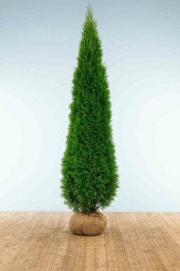 Lebensbaum Thuja occidentalis Smaragd Hecke 250-275 Ballen Lebensbaum / Thuja Occidentalis Smaragd 250-275 cm