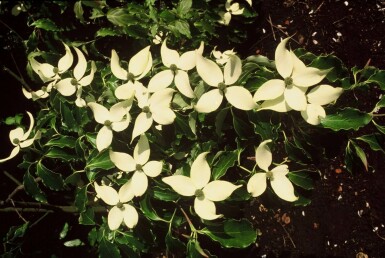 Japanischer Blumen-Hartriegel Cornus kousa strauch 125-150 C12 Cornus kousa Strauch 125-150 cm