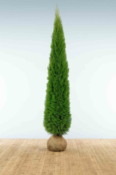 Lebensbaum / Thuja Occidentalis Smaragd 275-300 cm