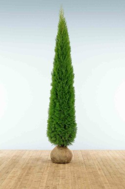 Lebensbaum / Thuja Occidentalis Smaragd 275-300 cm