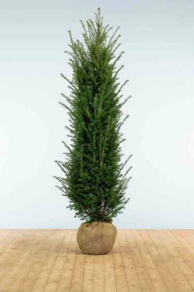 Eiben / Taxus Baccata 225-250 cm