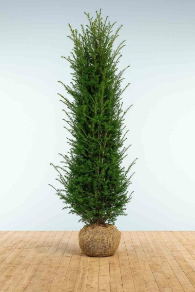 Eiben / Taxus Baccata 250-275 cm