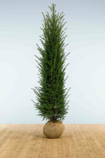 Eiben / Taxus Baccata 275-300 cm