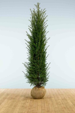 Eiben Taxus baccata Hecke 275-300 Ballen Eiben / Taxus Baccata 275-300 cm