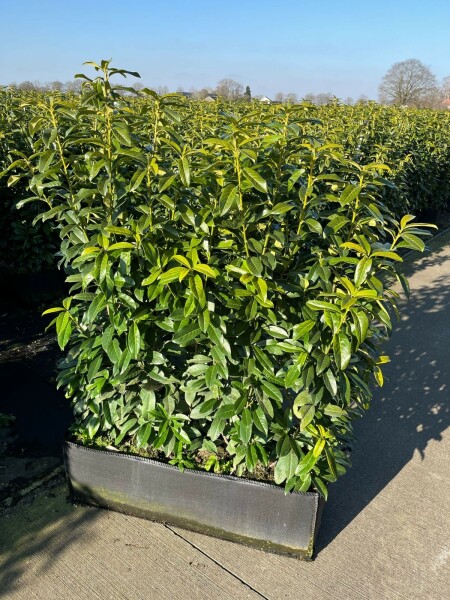 Kirschlorbeer / Prunus Laurocerasus Genolia 100x30x120 cm