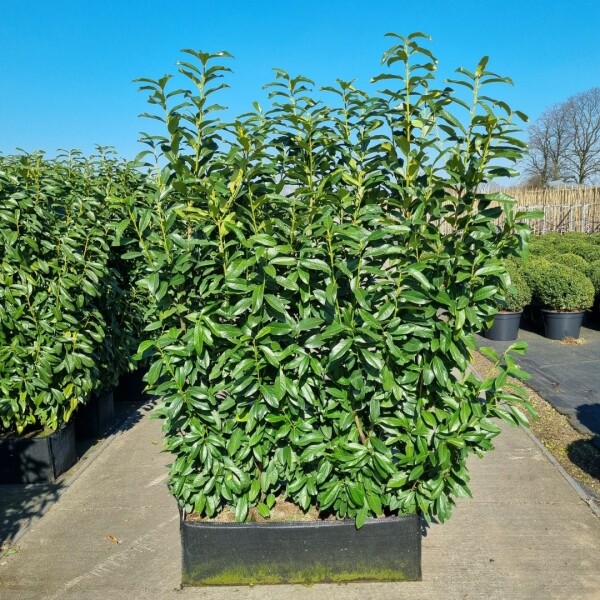 Kirschlorbeer / Prunus Laurocerasus Genolia 100x30x140cm