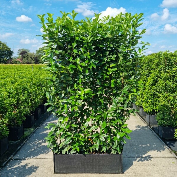 Kirschlorbeer / Prunus Laurocerasus Genolia 100x30x160cm