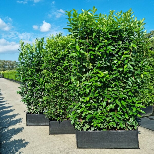Kirschlorbeer / Prunus Laurocerasus Genolia 100x30x180cm