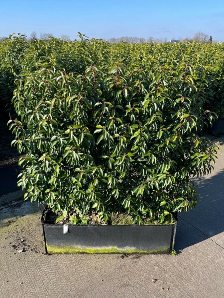 Portugiesischer Kirschlorbeer / Prunus Lusitanica Angustifolia 100x30x120 cm