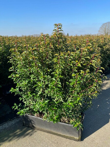 Portugiesischer Kirschlorbeer / Prunus Lusitanica Angustifolia 100x30x140cm