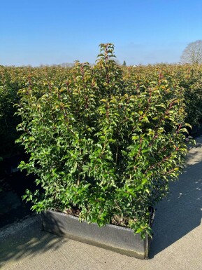Portugiesischer Kirschlorbeer Prunus lusitanica 'Angustifolia' Hecke 100x30x140 Heckenelement Portugiesischer Kirschlorbeer / Prunus Lusitanica Angustifolia Fertighecke 100x30x140cm