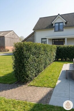 Portugiesischer Kirschlorbeer / Prunus Lusitanica Angustifolia Fertighecke 100x30x140cm