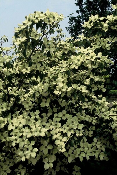 Chinesischer Blumen-Hartriegel 'China Girl' Cornus kousa 'China Girl' strauch 40-50 C7,5 Cornus kousa 'China Girl' Strauch 40-50 cm