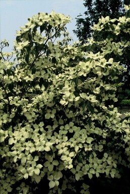 Chinesischer Blumen-Hartriegel Cornus kousa 'China Girl' Topf Cornus kousa 'China Girl' Strauch