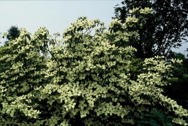 Chinesischer Blumen-Hartriegel Cornus kousa 'China Girl' Topf Cornus kousa 'China Girl' Strauch