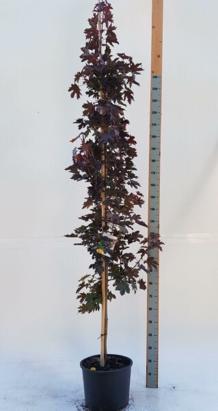 Acer platanoides 'Crimson Sentry' Stammbusch 10/12
