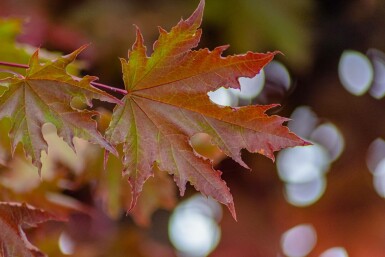 Acer platanoides 'Crimson Sentry' Stammbusch 10/12