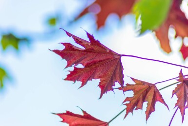 Acer platanoides 'Crimson Sentry' Stammbusch 10/12