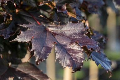 Acer platanoides 'Crimson Sentry' Stammbusch 10/12