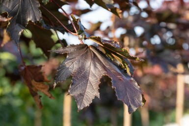 Acer platanoides 'Crimson Sentry' Stammbusch 10/12