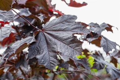 Acer platanoides 'Crimson Sentry' Stammbusch 10/12