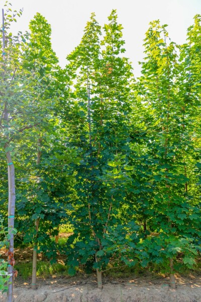 Acer platanoides Stammbusch