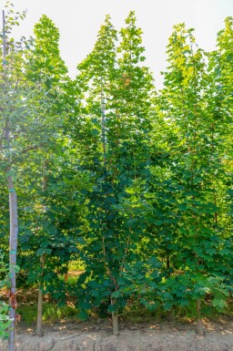 Spitz-Ahorn Acer platanoides Stammbusch Acer platanoides Stammbusch