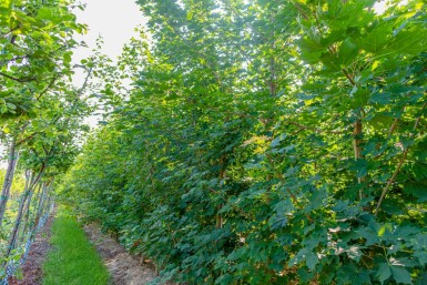 Spitz-Ahorn Acer platanoides Stammbusch Acer platanoides Stammbusch