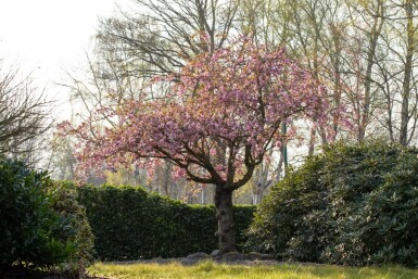 Prunus serrulata 'Kanzan' Stammbusch 18/20