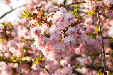 Japanische Blüten-Kirsche Prunus serrulata 'Kanzan' Stammbusch Prunus serrulata 'Kanzan' Stammbusch