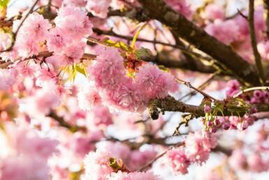 Prunus serrulata 'Kanzan' Stammbusch 18/20