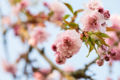 Prunus serrulata 'Kanzan' Stammbusch 18/20