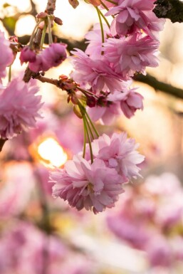Prunus serrulata 'Kanzan' Stammbusch 18/20