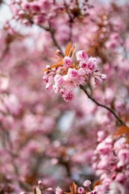 Prunus serrulata 'Kanzan' Stammbusch 18/20