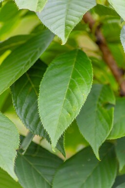 Prunus serrulata 'Kanzan' Stammbusch 18/20