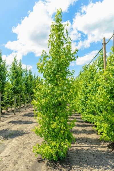 Liquidambar styraciflua Stammbusch 8/10