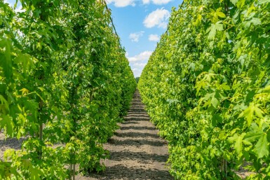 Amerikanischer Amberbaum Liquidambar styraciflua Stammbusch Liquidambar styraciflua Stammbusch