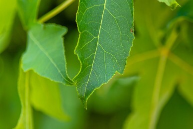 Liquidambar styraciflua 'Gum Ball' Hochstamm
