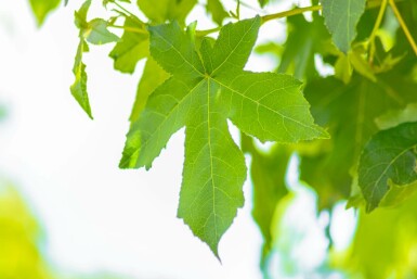 Liquidambar styraciflua 'Gum Ball' Hochstamm