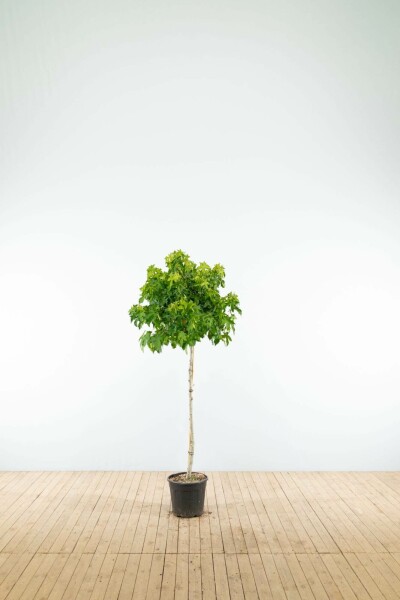Liquidambar styraciflua 'Gum Ball' Halbstamm